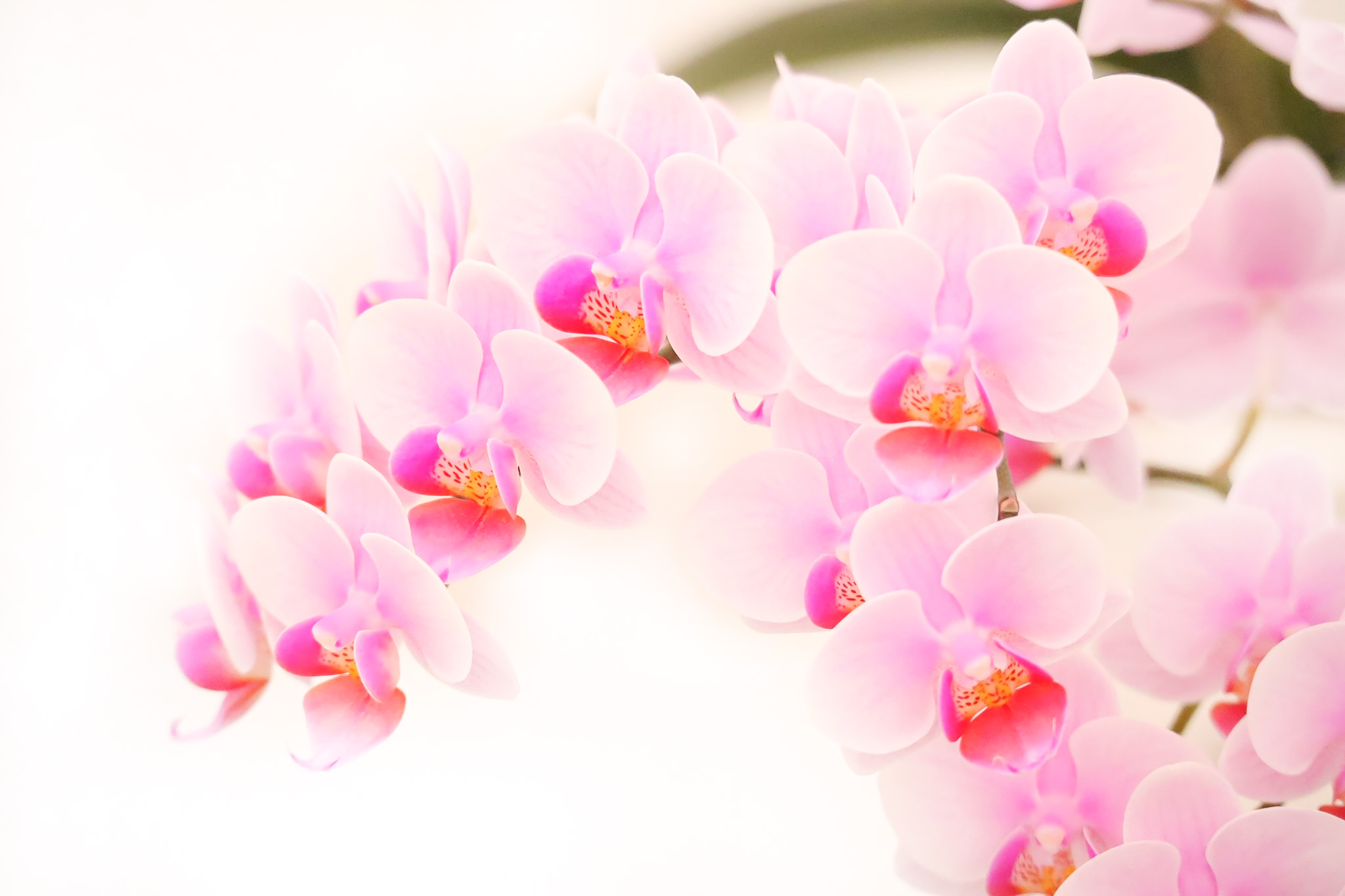 ピンクの胡蝶蘭の鉢植え