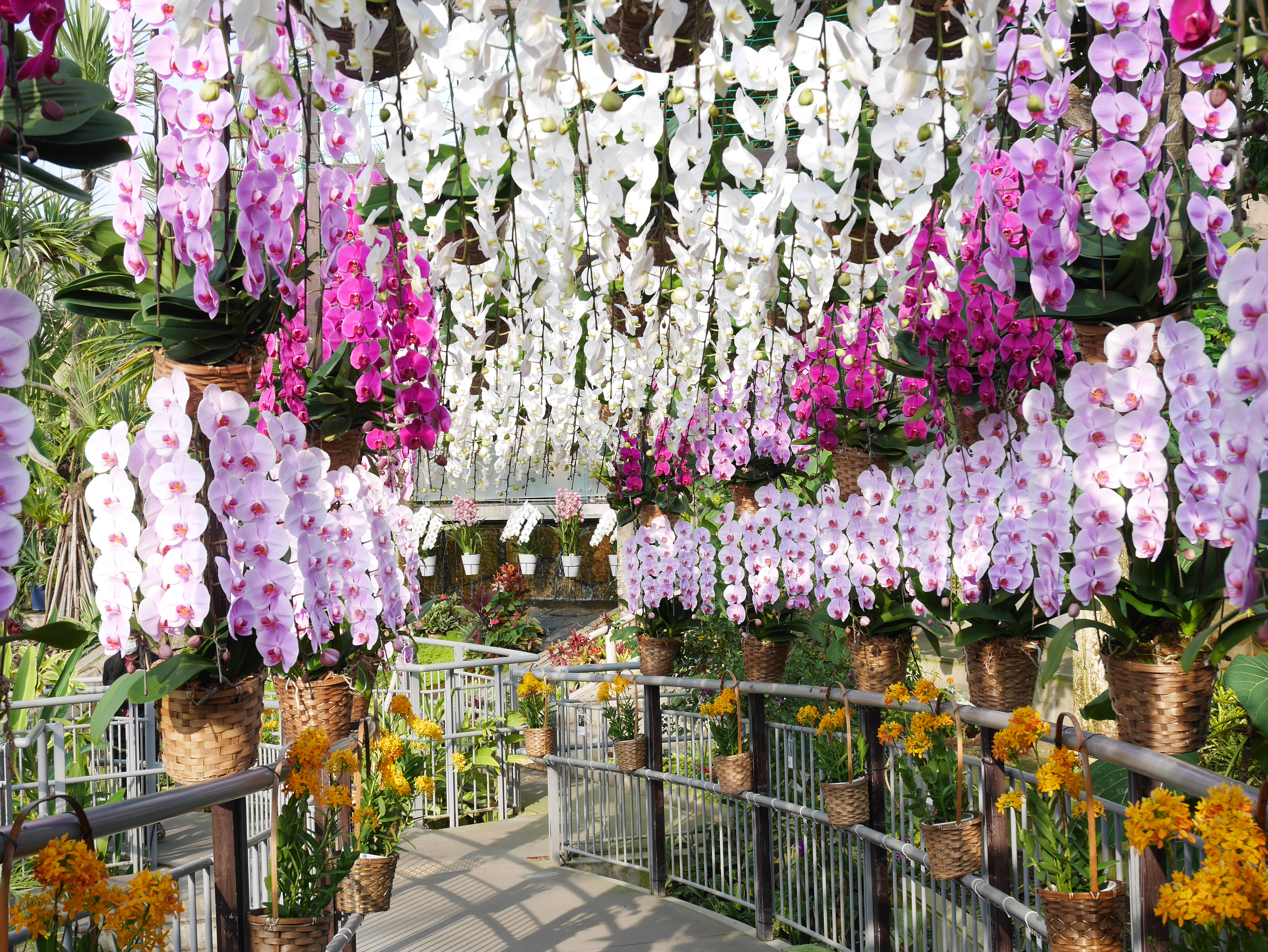 とっとり花回廊に並ぶ胡蝶蘭