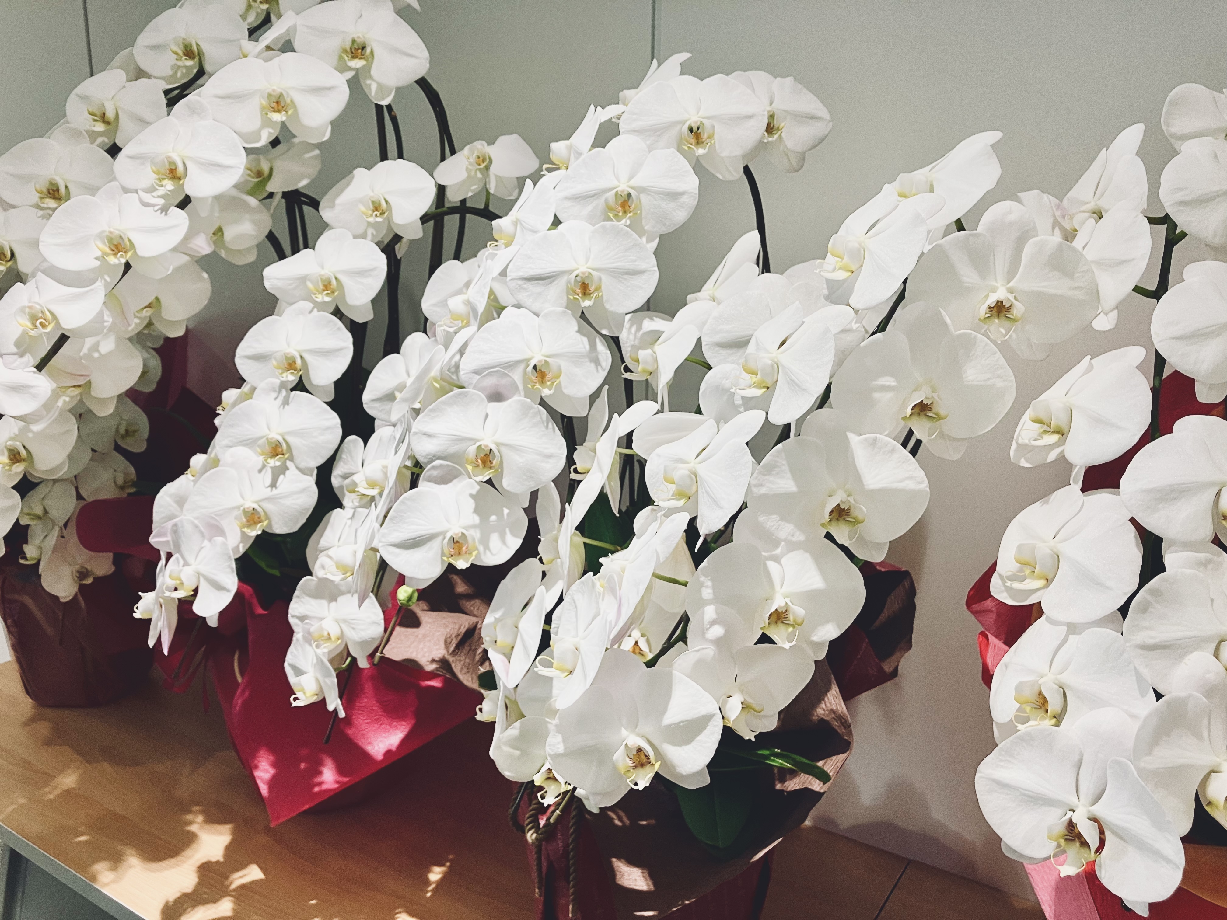 整列して並ぶ白い胡蝶蘭